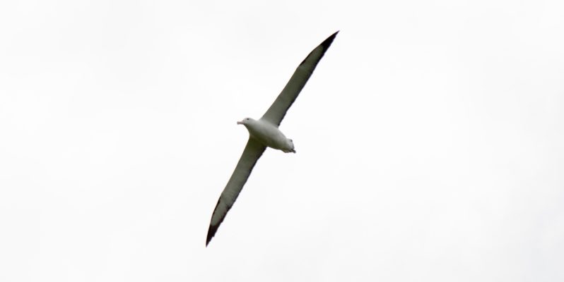 Albatross (image credit: Tony Dunn)