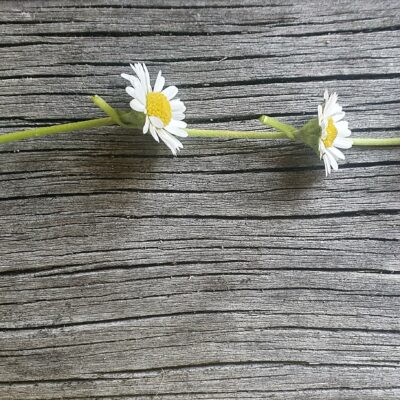 Image shows a daisy chain on a grey wood background to illustrate GoodSense as part of a B Corp supply chain