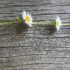 Image shows a daisy chain on a grey wood background to illustrate GoodSense as part of a B Corp supply chain